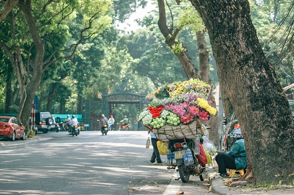 Khám Phá BST ZuKoPlast Vân Gỗ Cho Mùa Thu Hà Nội 2025 