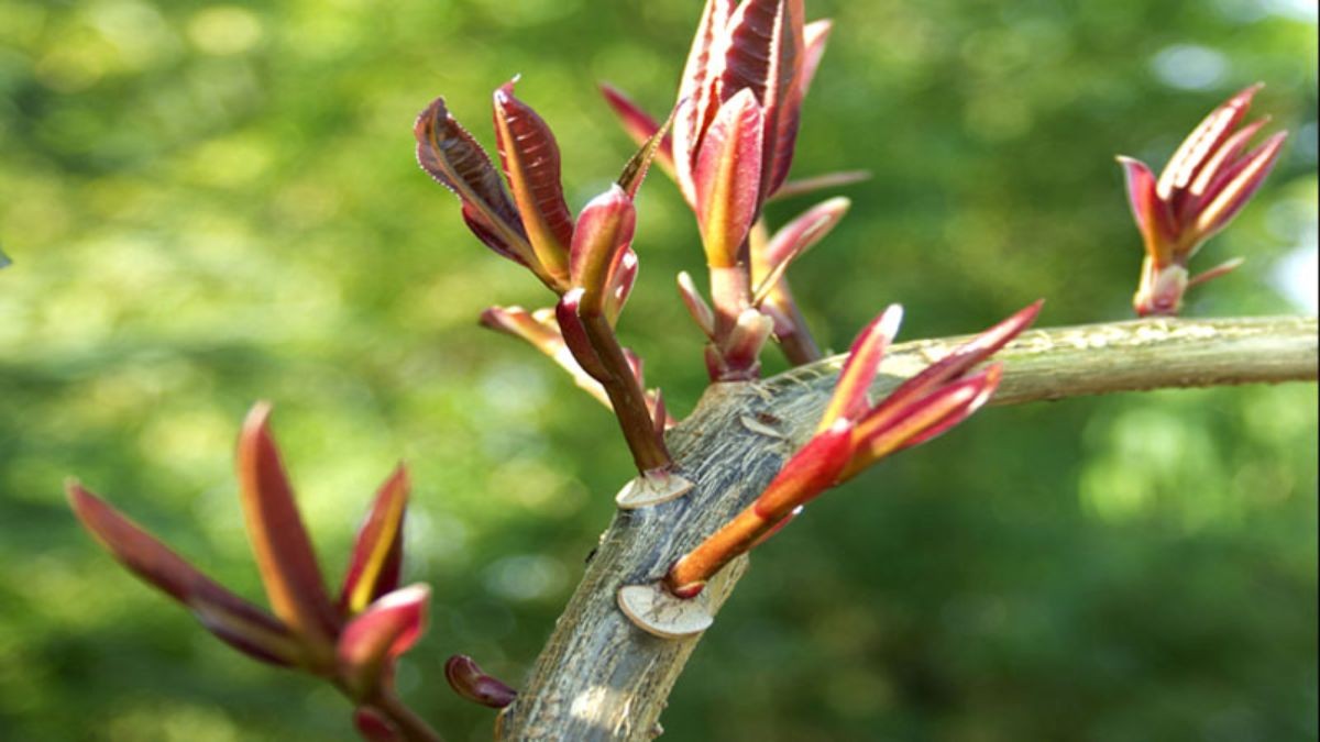 khai lộc đầu xuân